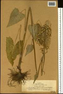 Vickifunkia thyrsoidea (Ledeb.) C. Ren, L. Wang, I. D. Illar. & Q. E. Yang, Сибирь, Западный (Казахстанский) Алтай (S2a) (Казахстан)