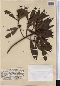 Myoporum sandwicense (A. DC.) Gray, Америка (AMER) (США)