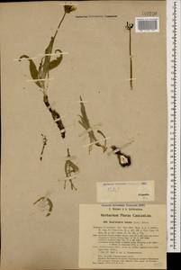 Gelasia lanata (L.) Zaika, Sukhor. & N. Kilian, Кавказ, Азербайджан (K6) (Азербайджан)