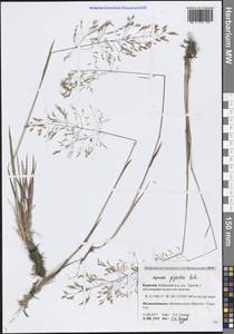 Полевица гигантская Roth, Сибирь, Прибайкалье и Забайкалье (S4) (Россия)