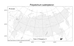 Polystichum subtripteron, Многорядник трехраздельный (Kunze) C. Presl, Атлас флоры России (FLORUS) (Россия)