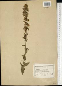 Колокольчик болонский L., Восточная Европа, Центральный район (E4) (Россия)