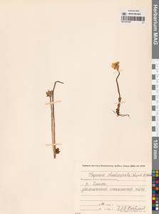 Купальница бумажночашелистиковая Schipcz., Сибирь, Чукотка и Камчатка (S7) (Россия)