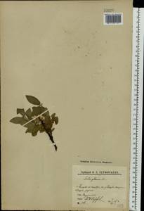 Ива сизая L., Восточная Европа, Северный район (E1) (Россия)