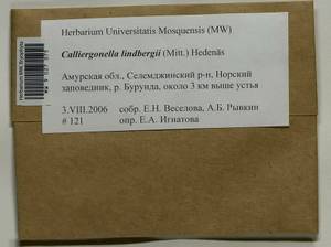 Calliergonella lindbergii (Mitt.) Hedenäs, Гербарий мохообразных, Мхи - Дальний Восток (без Чукотки и Камчатки) (B20) (Россия)