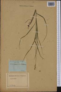 Carex tribuloides Wahlenb., Америка (AMER) (Литва)
