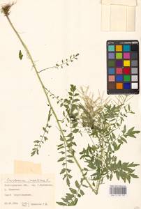 Сердечник недотрога L., Восточная Европа, Нижневолжский район (E9) (Россия)