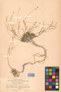 Клоповник лировидный L., Восточная Европа, Нижневолжский район (E9) (Россия)