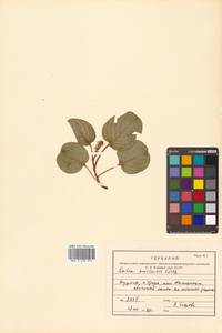 Salix nakamurana subsp. kurilensis (Koidz.) H. Ohashi, Сибирь, Дальний Восток (S6) (Россия)