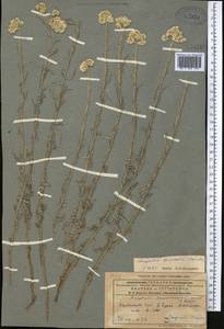 Anaphalis darvasica Boriss., Средняя Азия и Казахстан, Памир и Памиро-Алай (M2) (Таджикистан)