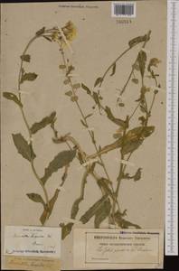 Biscutella cichoriifolia Loisel., Западная Европа (EUR) (Франция)