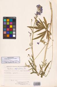 Борец железистый Rapaics, Сибирь, Чукотка и Камчатка (S7) (Россия)