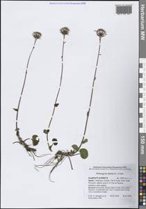 Подбельник альпийский (L.) Cass., Западная Европа (EUR) (Испания)