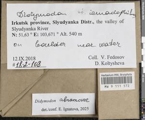 Didymodon abramovae Ignatova & Fedosov, Гербарий мохообразных, Мхи - Прибайкалье и Забайкалье (B18) (Россия)