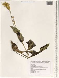 Klasea latifolia (Boiss.) L. Martins, Зарубежная Азия (ASIA) (Иран)