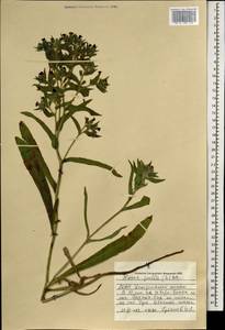 Нонея темная, Нонея темно-бурая (L.) DC., Монголия (MONG) (Монголия)