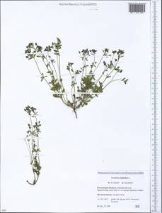 Вероника трехлистная L., Восточная Европа, Ростовская область (E12a) (Россия)