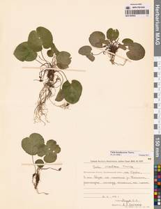 Viola epipsila subsp. repens (Turcz.) W.Becker, Сибирь, Чукотка и Камчатка (S7) (Россия)