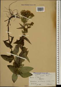 Pentanema asperum (Poir.) G.V.Boiko & Korniy., Кавказ, Армения (K5) (Армения)