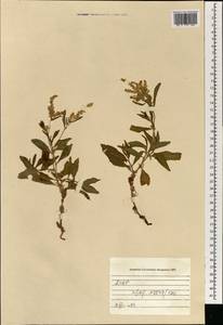 Кенигия альпийская (All.) T.M.Schust. & Reveal, Монголия (MONG) (Монголия)