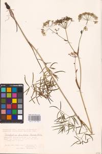 Cenolophium fischeri (Spreng.) W. D. J. Koch, Восточная Европа, Восточный район (E10) (Россия)