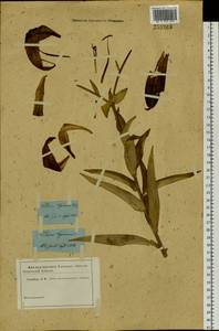Lilium leichtlinii subsp. maximowiczii (Regel) J.Compton, Ботанические сады и дендрарии (GARD)