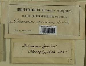 Dicranum spurium Hedw., Гербарий мохообразных, Мхи - Западная Европа (BEu)