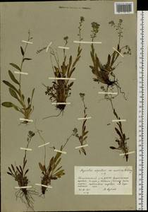 Незабудка альпийская F.W.Schmidt, Сибирь, Якутия (S5) (Россия)