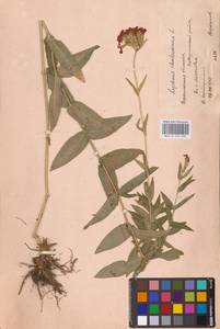 Смолевка халцедоновая, Зорька (L.) E.H.L.Krause, Восточная Европа, Центральный лесостепной район (E6) (Россия)