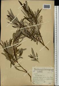 Ива прутовидная, Ива корзиночная L., Восточная Европа, Северный район (E1) (Россия)