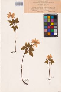 Ветреница алтайская Fisch. ex C.A.Mey., Восточная Европа, Восточный район (E10) (Россия)