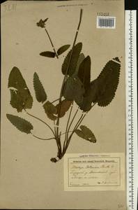 Betonica officinalis subsp. officinalis, Восточная Европа, Белоруссия (E3a) (Белоруссия)
