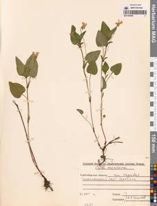 Фиалка высокая Fr., Сибирь, Западная Сибирь (S1) (Россия)