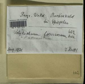 Polytrichum formosum Hedw., Гербарий мохообразных, Мхи - Западная Европа (BEu) (Германия)