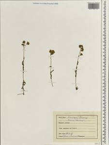 Cyathocline purpurea (Buch.-Ham. ex D.Don) Kuntze, Зарубежная Азия (ASIA) (Индия)