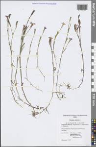 Гвоздика-травянка L., Восточная Европа, Северо-Западный район (E2) (Россия)