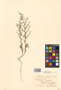 Artemisia caerulescens subsp. caerulescens, Восточная Европа, Южно-Украинский район (E12) (Украина)