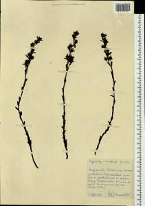 Подъельник обыкновенный Crantz, Сибирь, Дальний Восток (S6) (Россия)