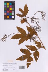 Таволга вязолистная (L.) Maxim., Восточная Европа, Московская область и Москва (E4a) (Россия)