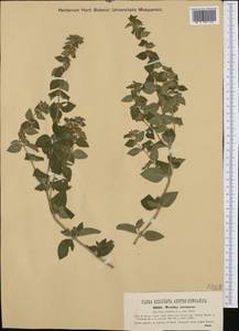 Mentha × verticillata L., Западная Европа (EUR) (Австрия)