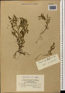 Горошек чечевицеобразный (L.)Willd., Кавказ, Азербайджан (K6) (Азербайджан)