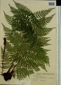 Dryopteris dilatata subsp. dilatata, Восточная Европа, Московская область и Москва (E4a) (Россия)