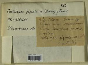 Calliergon giganteum (Schimp.) Kindb., Гербарий мохообразных, Мхи - Центральное Нечерноземье (B6) (Россия)