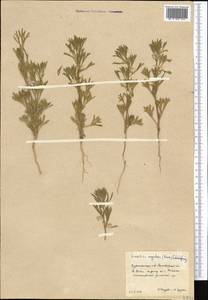 Delphinium rugulosum Boiss., Средняя Азия и Казахстан, Каракумы (M6) (Туркмения)