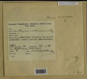 Ptychostomum pseudotriquetrum (Hedw.) J.R. Spence & H.P. Ramsay, Гербарий мохообразных, Мхи - Центральное Нечерноземье (B6) (Россия)