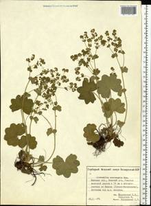 Манжетка обыкновенная L., Восточная Европа, Белоруссия (E3a) (Белоруссия)