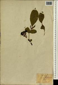 Tetradium ruticarpum (A. Juss.) T.G. Hartley, Зарубежная Азия (ASIA) (Япония)