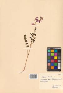 Копеечник копеечниковый (L.) Schinz & Thell., Сибирь, Дальний Восток (S6) (Россия)