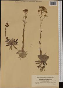 Saxifraga hostii subsp. rhaetica (Kerner) Br.-Bl., Западная Европа (EUR) (Италия)