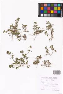 MHA 0 006 548, Вероника глянцевая, Вероника глянцеватая Fr., Восточная Европа, Центральный лесостепной район (E6) (Россия)